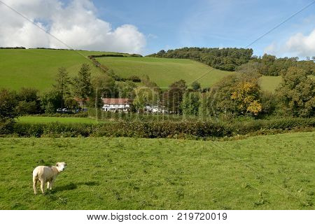 Landscape with sheep grazing in field near Malmsmead, Doone Valley, Exmoor, North Devon