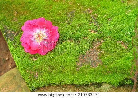 A pink rose isolated against a moss covered stone
