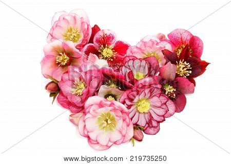 heart-shapde Hellebore flower (Helleborus orientalis) isolated on white background