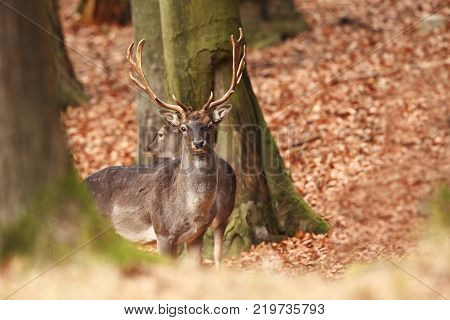 Fallow deer spotted. Photo was taken in the Czech Republic. Free nature. Beautiful animal image. Forest. Autumn colors.