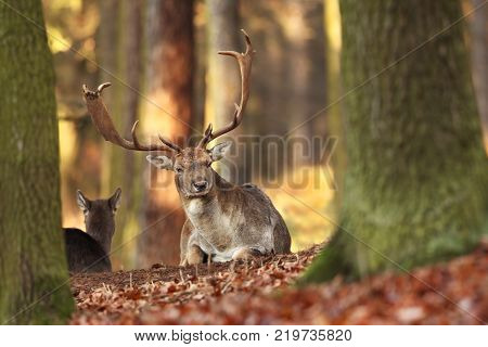 Fallow deer spotted. Photo was taken in the Czech Republic. Free nature. Beautiful animal image. Forest. Autumn colors.