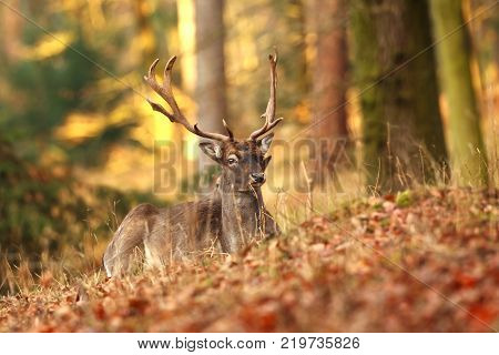 Fallow deer spotted. Photo was taken in the Czech Republic. Free nature. Beautiful animal image. Forest. Autumn colors.