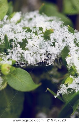 green leaf with hoarfrost. hoarfrost on green grass. Hoarfrost crystals on green cereal grass - early winter background
