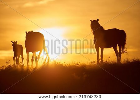 Horses graze on pasture at sunset.   