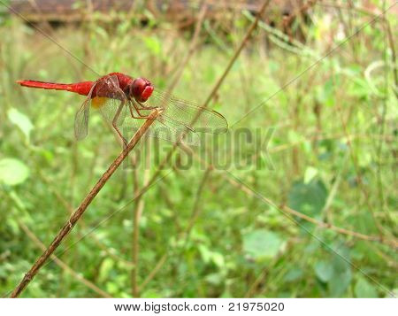 Red dragon fly