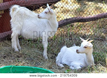 Two white goats grazing in a paddock on the farm