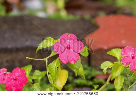 Closeup Pink magenta Impatiens flower growing at Fraser's Hill, Malaysia, Asia. Also known as Jewelweed, touch-me-not, Snapweed, Patience,
