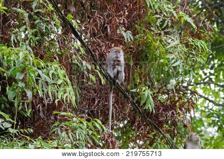 Long-tailed Macaque (Crab-eating macaque) breastfeeding a baby sitting on cable at Fraser's Hill, Malaysia, Asia (Macaca fascicularis)
