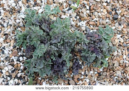 Sea kale (Crambe maritima) on a shingle beach with a background of pebbles and shells.