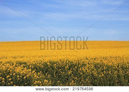 Rapeseed field Blooming canola flowers close up. Bright Yellow rapeseed oil. Flowering rapeseed