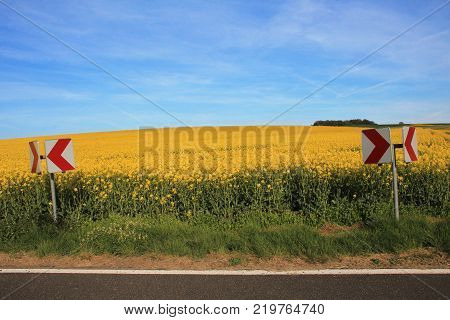 Rapeseed field Blooming canola flowers close up. Bright Yellow rapeseed oil. Flowering rapeseed