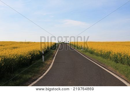 Rapeseed field Blooming canola flowers close up. Bright Yellow rapeseed oil. Flowering rapeseed