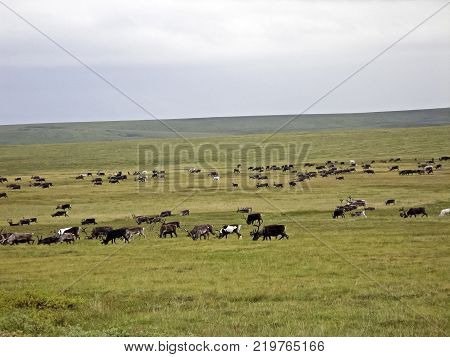 Reindeer in the tundra. Pastures for deer. Reindeer breeding