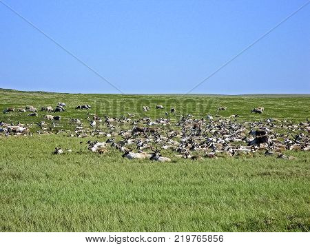 Reindeer in the tundra. Pastures for deer. Reindeer breeding
