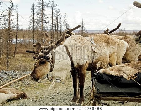 Reindeer in the tundra. Pastures for deer. Reindeer breeding