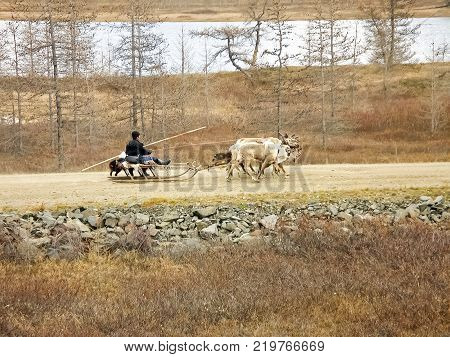 Reindeer in the tundra. Pastures for deer. Reindeer breeding
