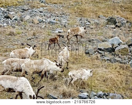 Reindeer in the tundra. Pastures for deer. Reindeer breeding