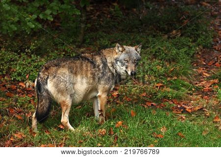 Canis lupus. Wolf in winter nature. Pictures from the National Park. Living all over Europe.