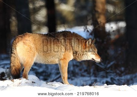 Canis lupus. Wolf in winter nature. Pictures from the National Park. Living all over Europe.
