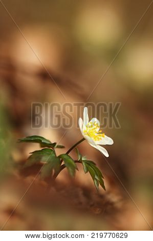 It grows in Europe, East Asia covers areas in North Korea. It grows well in North America from California to Alaska.Free nature of Czech. Beautiful plant. Spring nature. Beautiful colors.