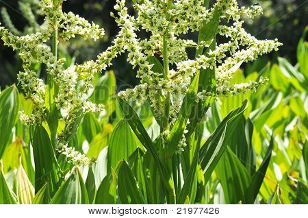 ดอกไม้ลิลลี่ข้าวโพด Veratrum californicum