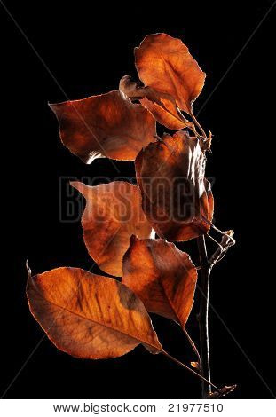 Back lit Bradford peer (Pyrus calleryana) bladeren op zwarte achtergrond