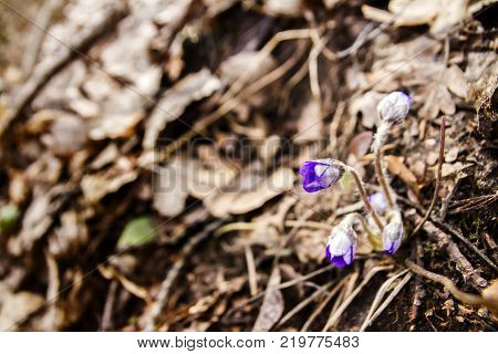 First fresh blue violet in the forest. Blue spring wildflower liverwort Hepatica nobilis. Low deph of field