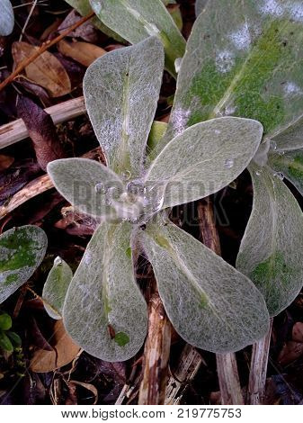 Droplets on Perennial Cornflower / Centaurea Montana Leaves