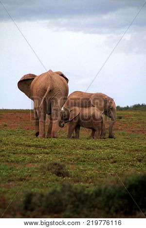 Elephant in safari. African elephant in the wild. 