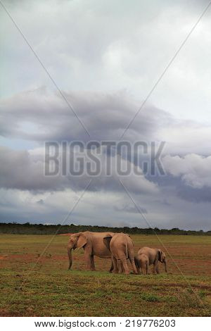 Elephant in safari. African elephant in the wild.  