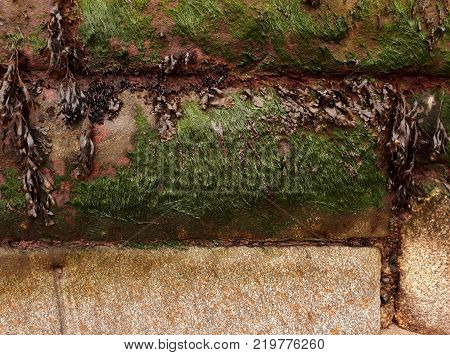 Brown and Green Seaweed on Harbour Wall