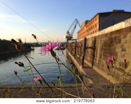 Zollhafen Mainz with an old basin of River Rhine creating a vintage atmosphere in autumn