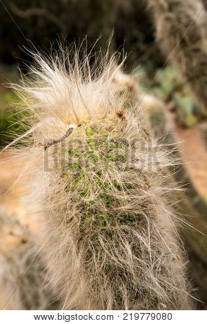 Top of unusual white silver hairs on Old Man Cactus