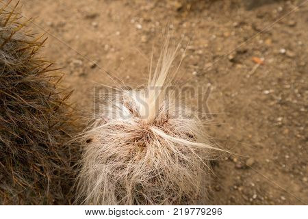 Top of unusual white silver hairs on Old Man Cactus
