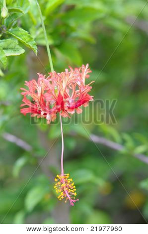 ปิดของดอกไม้ของวงศ์ฝ้ายกระเจี๊ยบเดิน (Hibiscus Schizopetalus) ผ่านเป็นสีเขียวของ
