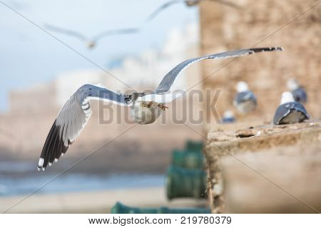 Sqala Du Port, A Defensive Tower At The Fishing Port Of Essaouira, Morocco