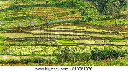 Vegetable garden green rice fields terraces complex paddy cultivation systems the concept of Agro tourism agricultural Sri Lanka
