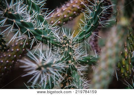 Close Up On Stapelia Pilansii Cactus Plant