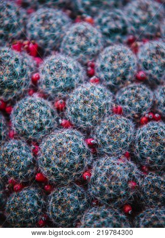 Close Up On Stapelia Pilansii Cactus Plant