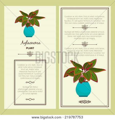 Greeting card with aglaonema decorative plant, square frame. Vector illustration