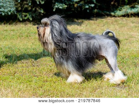 Little Lion Dog in profile.  Little Lion Dog is on the grass in park.