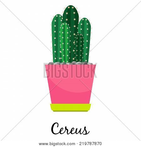 Cereus cactus in pot isolated on the white background, vector illustration