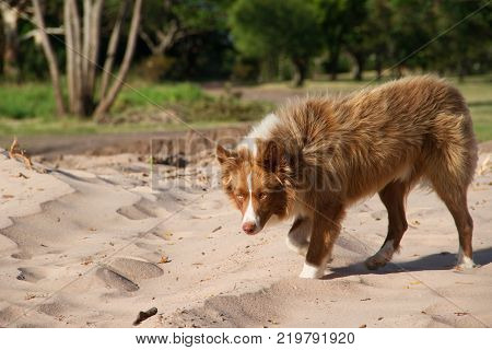 beautiful mongrel dog crosses Siberian walking through the park