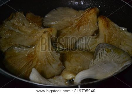 the fungus is rich in nutrients rich in protein