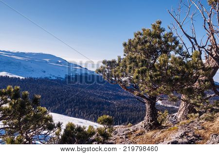 Lonely green tree on a background of mountains. Mountain scenery on plateau Lago-Naki, Russia, Maikop district of Adygea.