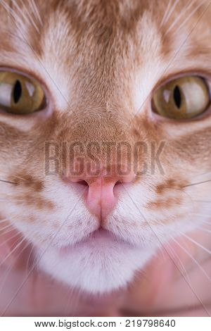 macro photo of a red cat nose.