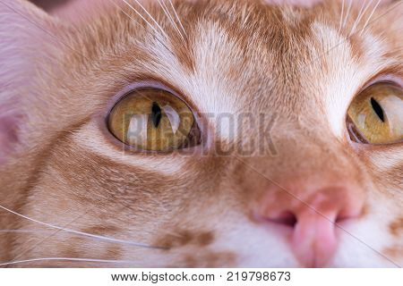 macro photos of cat eyes, red cat.