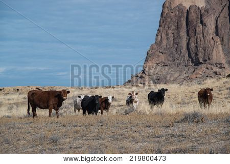 Herd of cows grazing on winter pasture in southwest grassy plains of New Mexico