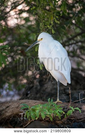 Snowy egret on log along coastal shoreline