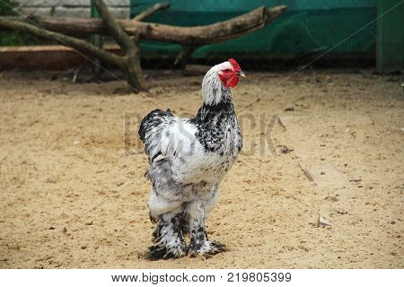 Multicolored rare breed of Brama the poultry yard. Russia.